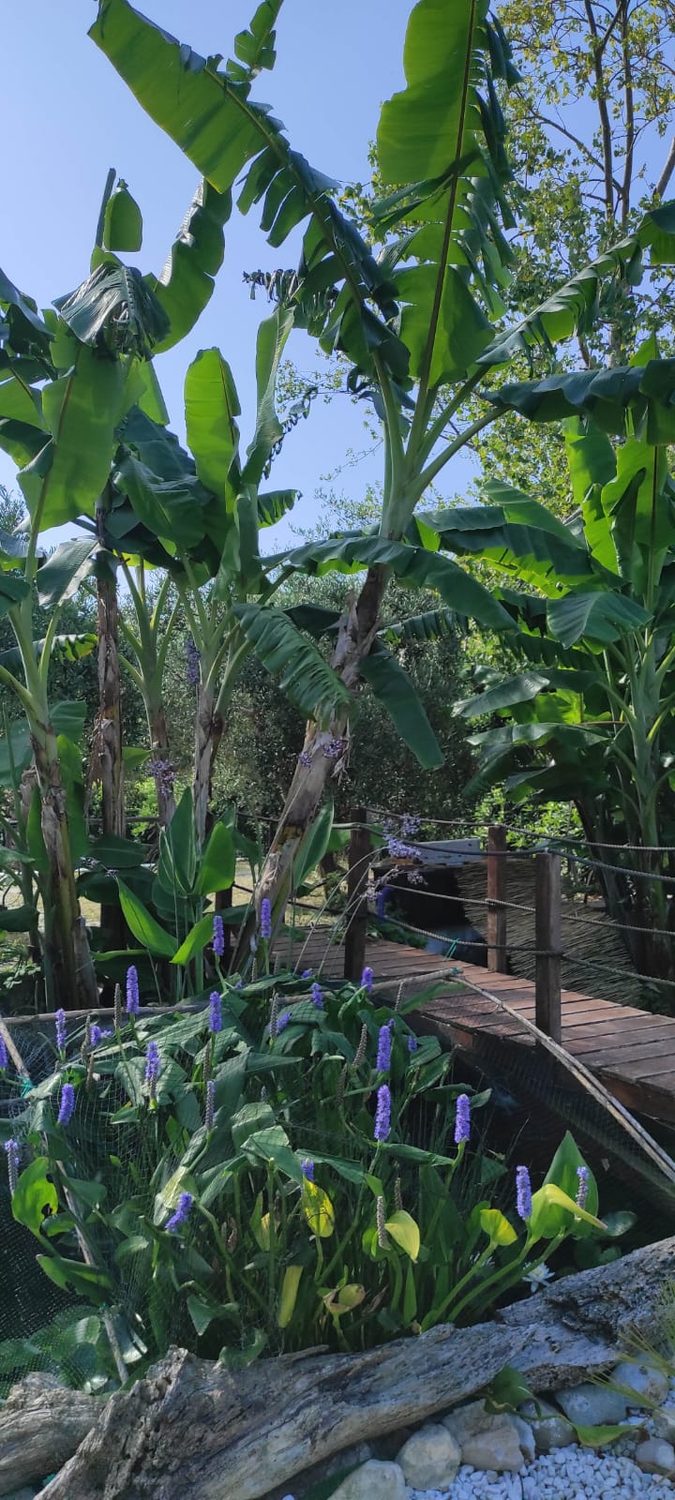 Banani nel giardino
