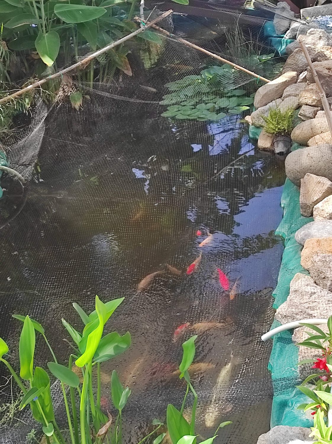 Laghetto con carpe koi