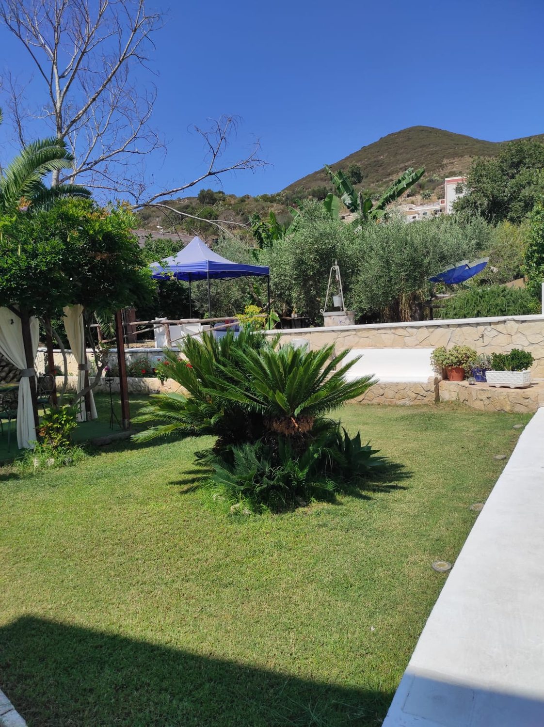 Prato con cycas e colline