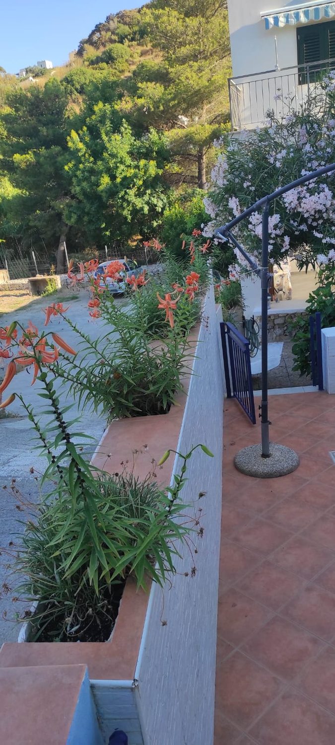Terrazza con piante e fiori